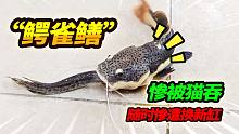 鳄雀鳝迎来了天敌招财猫，一口被生吞只剩尾巴，直接换进小猛鱼缸
