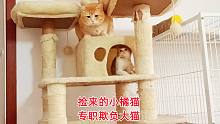 捡来的小橘猫不欺负大猫浑身难受，淘气之余帮偶像打扫卫生