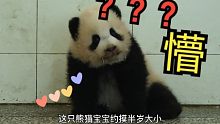 熊猫宝宝睡懵了是什么样子？