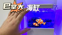 你看这么小的鱼缸也能养尼莫哦~