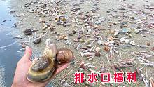 中秋节给邻居老人赶海，发现排水口搁浅一大片蛤蜊，直接捡了半桶