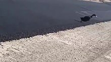 两只鸭子路过正在施工的沥青路