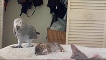 网友家的鹦鹉趁着小猫咪熟睡的时候一点点靠近，先是用爪子碰了一
