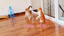 捡来的小橘猫报复心还挺强，突然间就去攻击和它有肢体摩擦的大猫