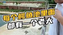 每个鳄鱼池里面都有一个老大#鳄珍