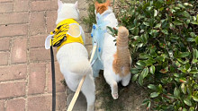 养了两只会遛弯的猫真的超有成就感，每次出门回头率满满