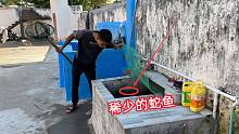 小伙水池里养了2条“蛇鱼”，现在还稀少了，放干水拍给大家看看