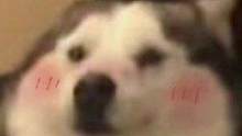 #狗狗被搭讪以后开始害羞了