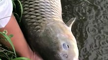 看看这野生大鲤鱼怎么样，直接放生了，有没有支持的