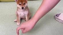 “趴下”训练#柴犬