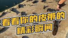 来看看你你的皮带的精彩瞬间#鳄珍 