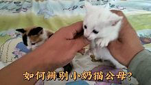用小奶猫做模特，实例区分小猫的公母