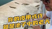 你的皮带或许就是某个池子中的老大哦#鳄珍 