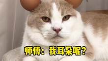 师傅：不行找个工厂去拧螺丝吧～
#记录猫咪日常 #治愈猫咪
