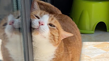 咪猫爱阳光