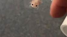 小时候打招呼会过来，长大呆呆的，被午饭砸头！