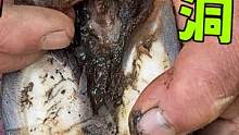 烂的生疼！肉垫糜烂渗水窟窿接二连三，白酒洗净补漏洞洋蜡封口！#修驴蹄 #解压 #乡村生活家 
