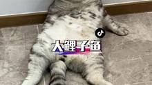 趁大鲤子鱼便宜给我家猫整上#翻肚猫 #铲屎官的乐趣 #大鲤鱼来了 #猫咪的迷惑行为