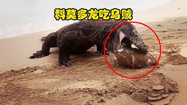 3米长的巨大蜥蜴，科莫多巨蜥在海边找到一只乌贼