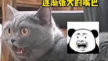  #当小猫发现自己走错门 什么！这竟然不是我家？！被#猫咪 的表情逗笑了 #专治不开心 #娱乐评论大
