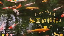 趣园的锦鲤2