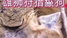 雄狮成功狩猎鬣狗一只#动物世界 #精彩片段 #雄狮 #鬣狗 #万物皆有灵性 