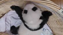 熊猫宝宝爬不出篮子气得直叫唤