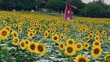 来看向日葵花的时候一定要记得提前做好核酸，不然白跑一趟#旅行大玩家 #厦门周边游 #向日葵花海 #香