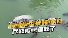 鳄鱼模型掉鳄鱼池居然被吃了#鳄珍