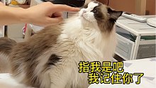 我家布偶猫又又又尿床了，被关禁闭还闹绝食