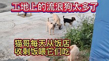 工地上的流浪狗太多了，猫哥每天从饭店收剩饭给它们吃