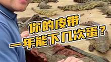 你的皮带一年能下几次蛋？成本太高了#鳄珍 