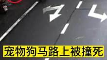宠物狗马路上被撞死 狗的主人未牵狗绳与机动车驾驶人负同等责任（供稿：绍兴交警）#交通安全 #遵守交规
