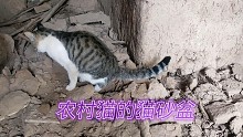 农村养猫不用猫砂猫在那里上厕所？