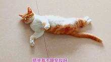 捡来的小橘猫被吵醒后不停抱怨主人，紧追着主人想要讨个说法