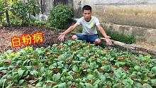 白菜染上白粉病怎么办呢？不需打农药也不用花钱，绿色环保又安全