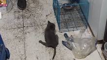 低保夫妻求爱心人救猫，捡到被抛弃的宠物猫，拖着瘸腿顽强求生存
