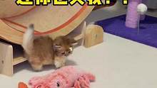猫：连玩具都取笑我！我要离家出走#小奶猫的成长日记 #家有傻猫 #猫咪的迷惑行为 #米努特矮脚猫 #