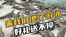 来我们家池子游泳，好礼送不停#鳄珍 