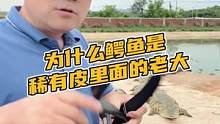 为什么鳄鱼是稀有皮里面的老大#鳄珍