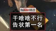 网友回家时被狗子带到浴室，原来它是要向妈妈告状另一只狗狗偷吃零食：“妈！你看看他！赶紧治治他！”#狗