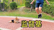 狗子的心眼多到遍布生活每个角落，你品！