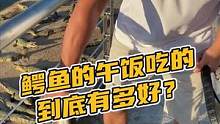 鳄鱼的午饭吃的到底有多好？#鳄珍 