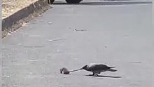 老鼠：这乌鸦是不是有啥大病？