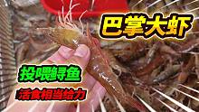 43一斤青岛大虾喂鲟鱼，赶集路上发现肥美海鲜，鲟鱼竟是这副表情