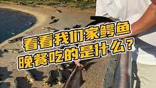 看看我们家鳄鱼晚餐吃的有多好#鳄珍 