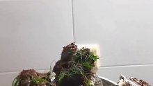 藤壶应该怎么吃呢？