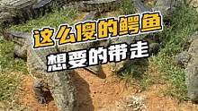 这么傻的鳄鱼想要的带走#鳄珍