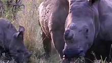 犀牛家族朴实无华的生活#动物世界 #精彩片段 #犀牛 #动物 #万物皆有灵性 