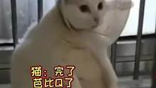 猫咪心想：没了，我的快乐没了，网友：御前丢侍卫#娱乐评论大赏